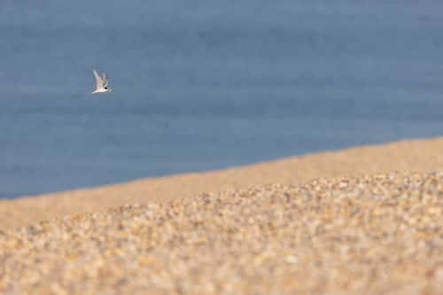 Little tern Sternula albifrons, adult in flight, Chesil Beach, Dorset, UK, June