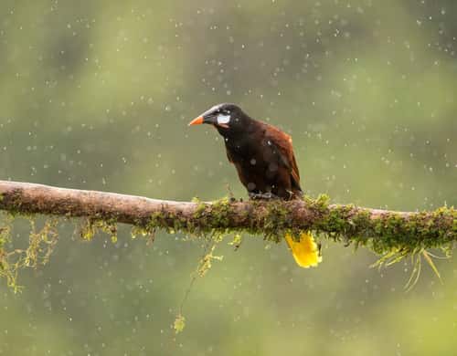 Montezuma oropendola, adult perched on branch, Costa Rica, January