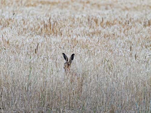 Brown hare Lepus europaeus, amongst Barley, Norfolk, England, UK, July