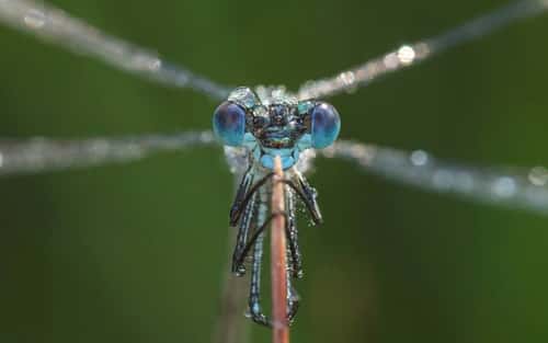 Scarce emerald damselfly Lestes dryas, covered in morning dew, Essex, England, UK, July