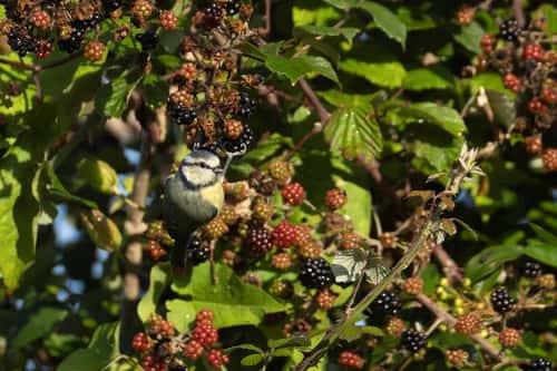 Blue tit Cyanistes caeruleus, adult bird hanging from Blackberries in a hedgerow, Suffolk, England, UK, August