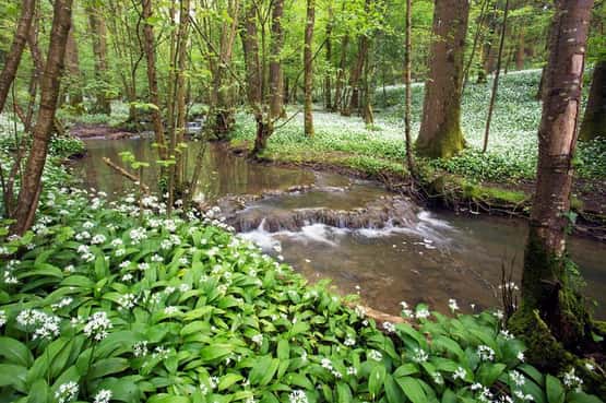 Wild garlic Allium ursinum, adult flowering plants and a stream with tufa waterfalls in a woodland, Slade Bottom, Forest of Dean, Gloucestershire, May