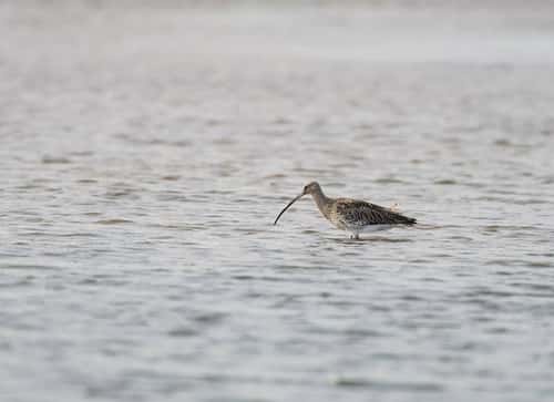 Eurasian curlew Numenius arquata, wading in shallow water on mudflats as the tide recedes, Northumberland, England, UK, August