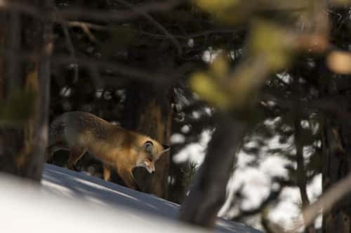 Red fox Vulpes vulpes, female looking for food, Yellowstone, USA, February
