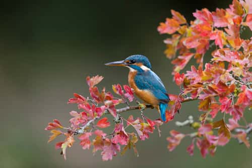 Common kingfisher Alcedo ...