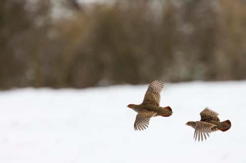 Grey partridge Perdix perdix, pair in flight over snowy farmland, Snettisham, Norfolk, December