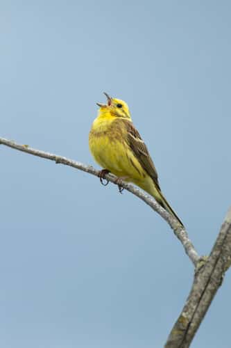 Yellowhammer Emberiza citrinella, adult singing from a branch in farmland, Derbyshire, England, UK, May