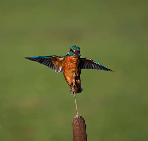Kingfisher Alcedo atthis, adult female landing on bullrush head, front view with wings spread, Holme, Norfolk, UK, October