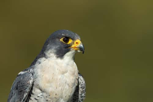 Peregrine falcon Falco peregrinus (captive), adult male portrait, Hawk Conservancy Trust, Hampshire, UK, April