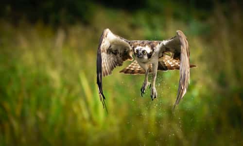 Osprey Pandion haliaetus, adult fishing, North Scotland, UK, July