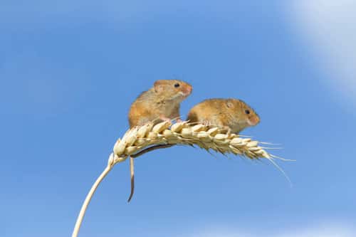 Harvest mouse Micromys mi...