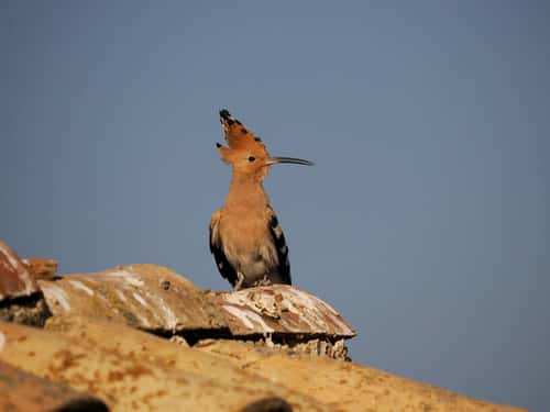 Hoopoe Upupa epops, single bird on roof, Spain, June