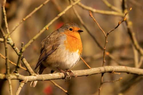 Robin Erithacus rubecula, friendly adult bird perched on a tree branch, RSPB Leighton Moss Nature Reserve, Silverdale, Lancashire, England, UK, November