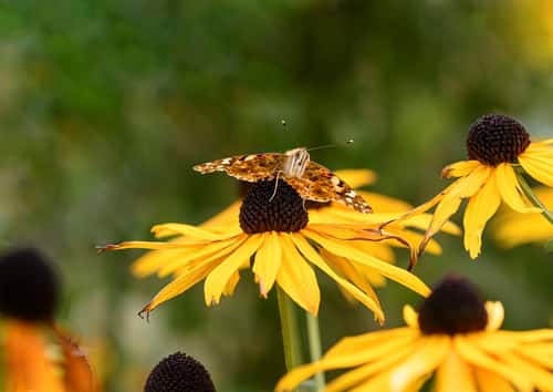 Painted lady Vanessa cardui, head on with open wings and a clear view beneath, at rest on top of the central cone of a Rudbeckia flower, garden, County Durham, October