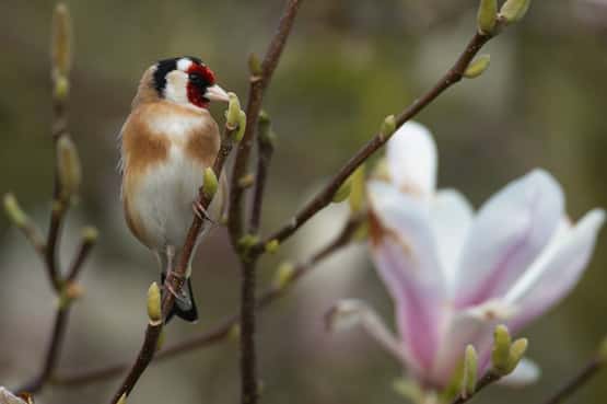 Goldfinch Carduelis carduelis, adult bird in a garden Magnolia tree, Suffolk, England, UK, March