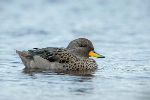 Speckled teal Anas flavirostris, adult swimming on shallow lake, Sea Lion Island, East Falkland, December.