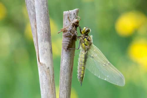 Four spotted chaser Libellula quadrimaculta, emerged from its nymphal case and developing into dragonfly, Cannock Chase, Cannock, Staffordshire, England, June