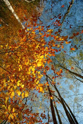 Beech Fagus sylvatica, portrait view looking up at autumnal trees, Blickling Park, Norfolk, England, UK, November