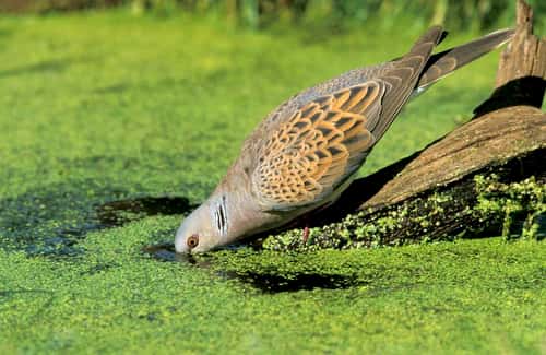 Turtle dove Streptopella riisoria, adult drinking from pond, Potton, Bedfordshire, July
