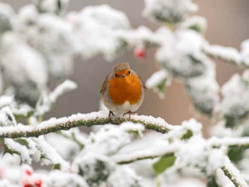 Robin Erithacus rubecula, perched on snow-covered branch in garden, Norfolk, England, UK, December