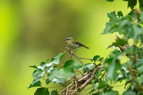 Firecrest Regulus ignicapillus, adult carrying nesting material, Forest of Dean, Gloucestershire, UK, May