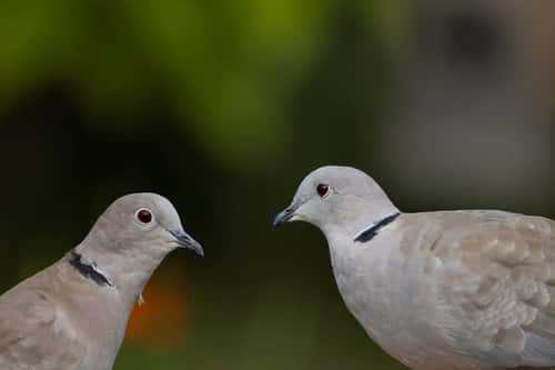 Collard dove Streptopelia decaocto, two adult birds looking at each other, Suffolk, England, UK, August