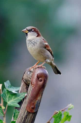 House sparrow passer domesticus, perched on garden fork handle, Hertfordshire, October