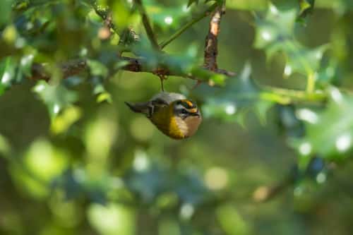 Firecrest Regulus ignicapilla, adult male, foraging from holly bush, New Forest, Hampshire, UK, March