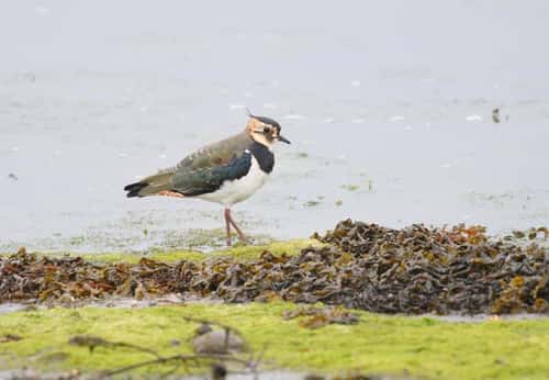Northern lapwing Vanellus vanellus, standing on shoreline of tidal creek with an incoming tide, Northumberland, England, UK, August