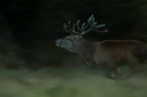 Red deer Cervus elaphus, stag running, Bushy Park, London, UK, September