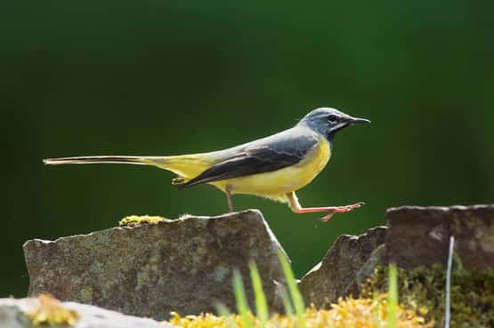 Grey wagtail Motacilla cinera, adult breeding male walking across a gap on stone wall, Forest of Dean, Gloucestershire, May