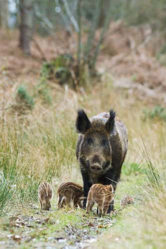 Wild boar Sus scrofa, mature breeding female guards her piglets on a woodland path in daylight, Forest of Dean, Gloucestershire, March