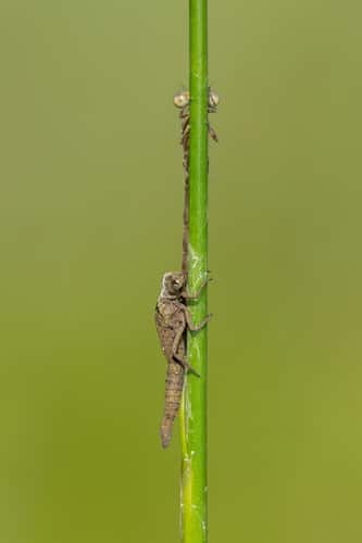 Southern damselfly Coenagrion mercuriale, teneral adult perched on stem alongside exuviae, Parsonage Moor, The Wildlife Trusts, Oxfordshire, June