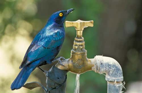 Greater blue-eared starling Lamprotornis chalybaeus, drinking from a leaking campsite tap, Etosha National Park, Namibia, October