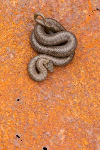 Smooth snake Coronella austriaca, adult male coiled on rusty metal sheet, Arne RSPB Reserve, Dorset, May