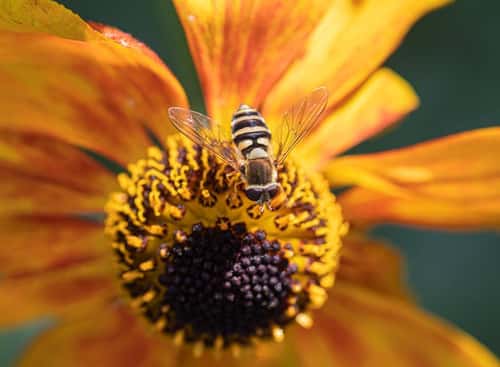 Small hoverfly sp. feeding on a helenium flowerhead, top view, garden, County Durham, September