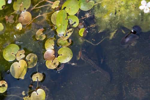 Smooth newt Lissotriton vulgaris, adult swimming in garden pond, Wiltshire, June