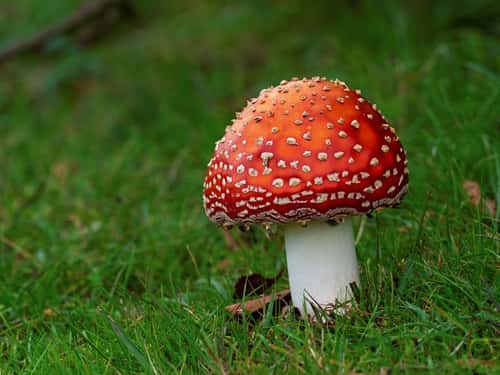 Fly agaric Amanita muscaria, growing on grassland, East Boldre, New Forest National Park, Hampshire, England, UK, October