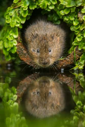 Water vole Arvicola terrestris, adult emerging from rusty pipe, Kent, September