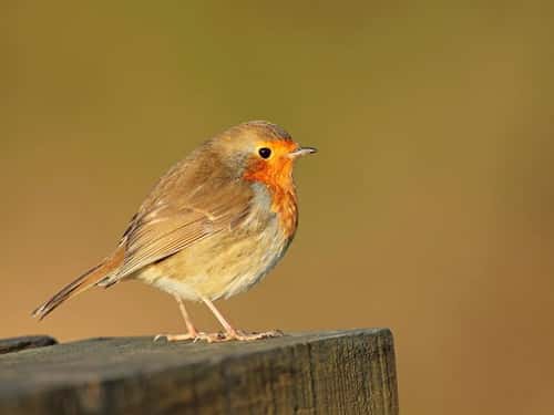 Robin Erithacus rubecula, adult perched on picnic table, The Wirral, UK, November