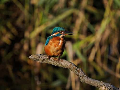Kingfisher Alcedo atthis, adult female fishing from perch, front view with beak open, Holme, Norfolk, UK, October