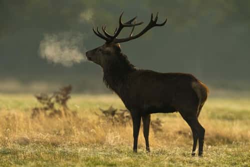 Red deer Cervus elaphus, stag breathing steam in cold weather, Richmond Park, Greater London, October
