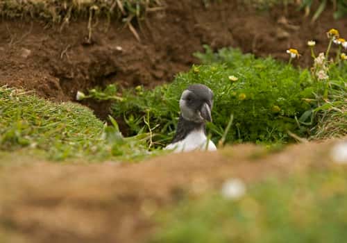 Puffin Fratercula artica, young appearing out of burrow, Skomer, July