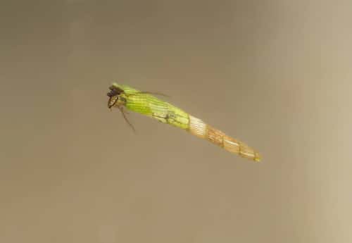 Triaenodes bicolor Caddislfly larva, swimming underwater, Essex, England, UK, May
