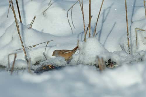 Bearded tit Panurus biarmicus, adult female foraging in the snow by small stream, Pikla Linnumaja, Estonia, February