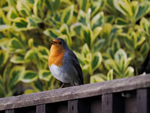 Robin Erithacus rubecula, adult male singing from garden fence, front view, Holt, Norfolk, UK, December