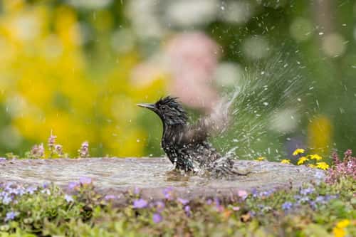 European starling Sturnus vulgaris, bathing in garden bird bath, County Durham, July