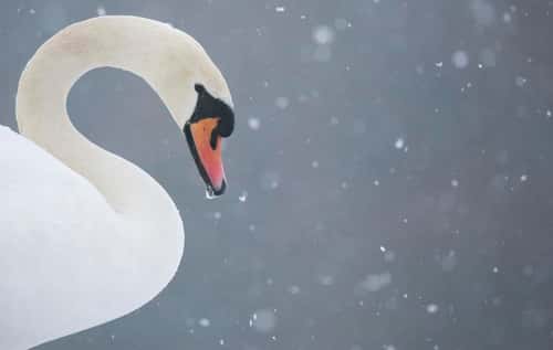 Mute swan Cygnus olor, an...