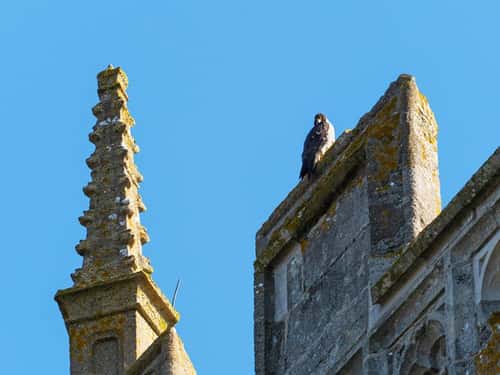 Peregrine falcon Falcon peregrinus, adult perched on the tower of Christchurch Priory, Dorset, England, UK, April