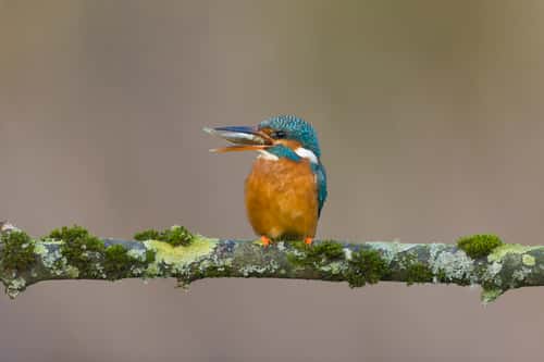 Common kingfisher Alcedo atthis, adult female perched on mossy branch with Nine-spined stickleback Pungitius pungitius, prey in beak, Suffolk, England, UK, January